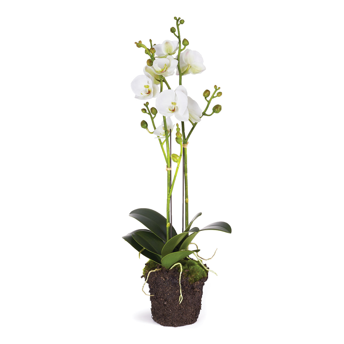 Design Shop Phalaenopsis X 2 Drop-In 23"