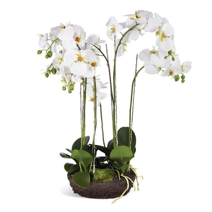 Design Shop Phalaenopsis Bowl Drop-In 31.5"