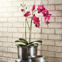 Design Shop Phalaenopsis X 2 Drop-In 29"