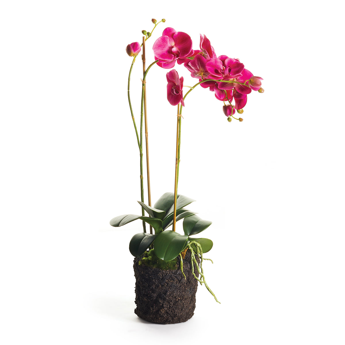 Design Shop Phalaenopsis X 2 Drop-In 29"