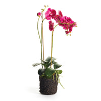 Design Shop Phalaenopsis X 2 Drop-In 29"