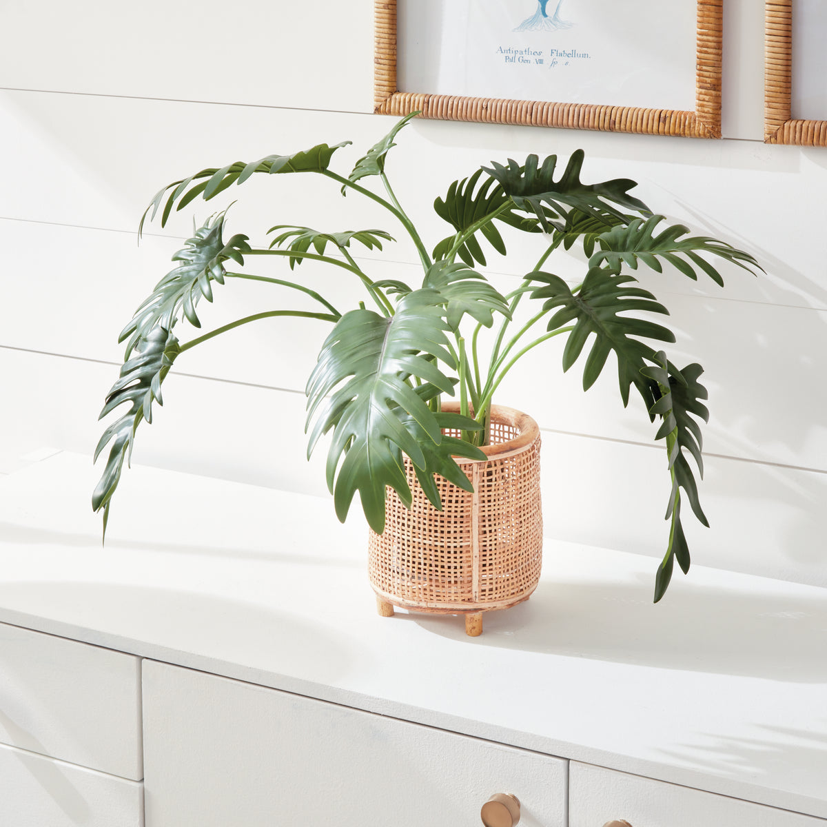 Design Shop Split Leaf Selloum Drop-In 22.5"