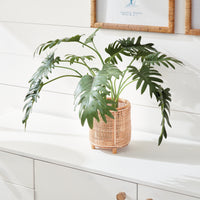 Design Shop Split Leaf Selloum Drop-In 22.5"