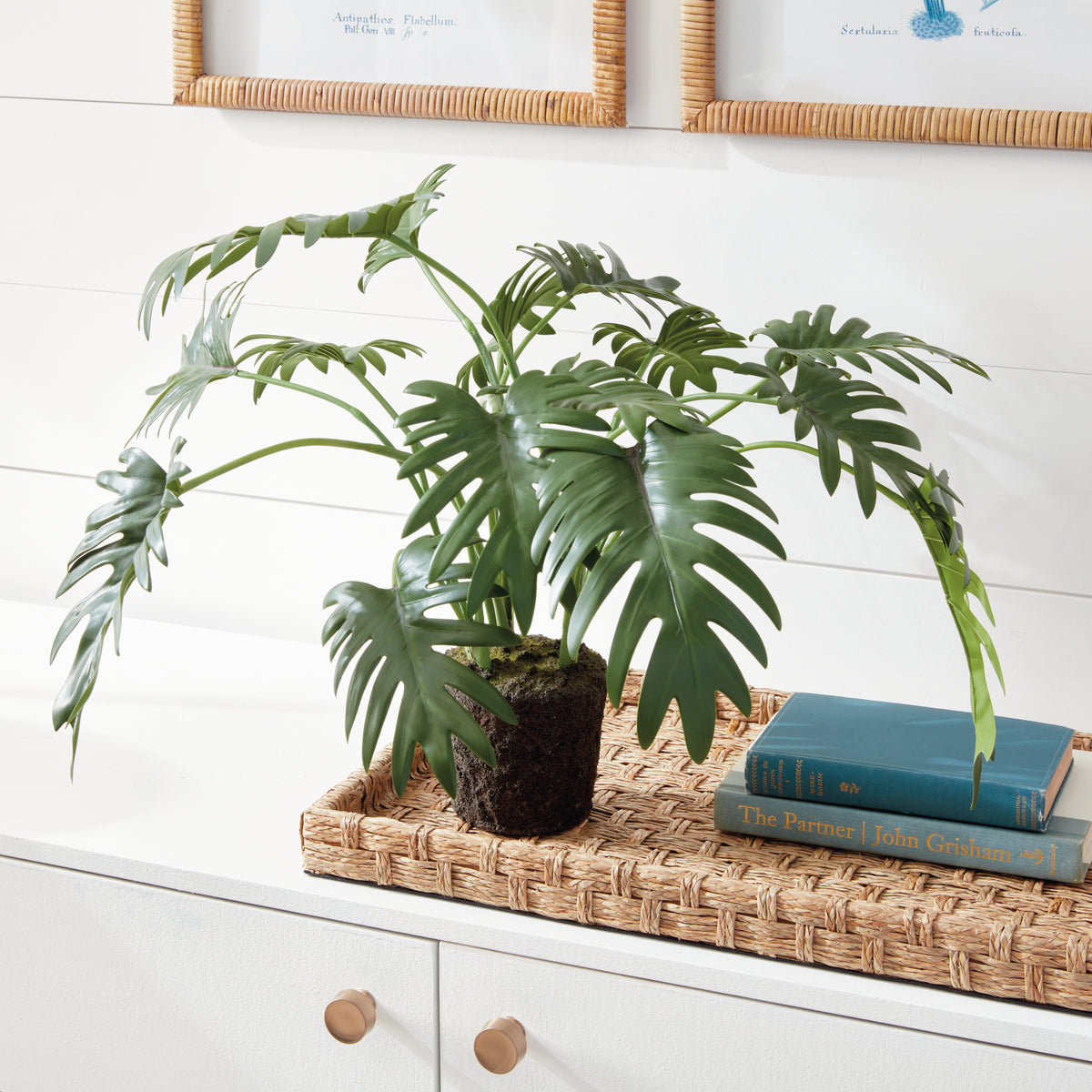 Design Shop Split Leaf Selloum Drop-In 22.5"