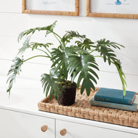 Design Shop Split Leaf Selloum Drop-In 22.5"