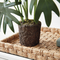 Design Shop Split Leaf Selloum Drop-In 22.5"