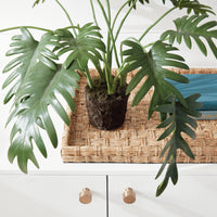 Design Shop Split Leaf Selloum Drop-In 22.5"