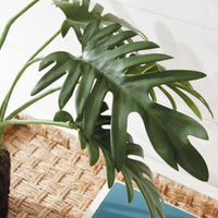 Design Shop Split Leaf Selloum Drop-In 22.5"