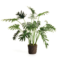 Design Shop Split Leaf Selloum Drop-In 22.5"