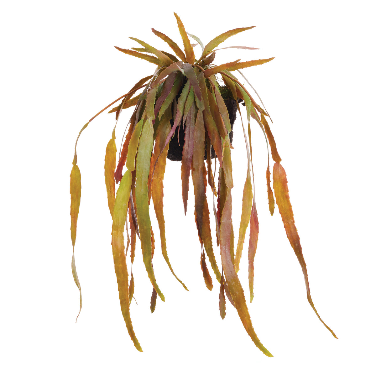 Design Shop Rhipsalis Drop-In 23"