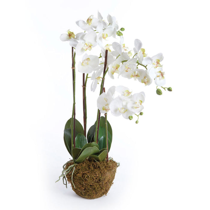 Design Shop Phalaenopsis Orchid Drop-In 30"