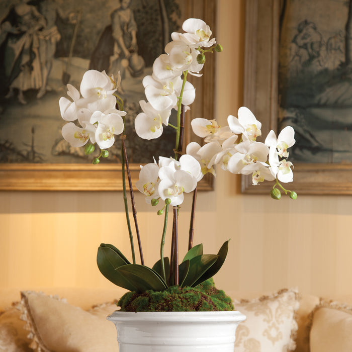 Design Shop Phalaenopsis Orchid Drop-In 30"