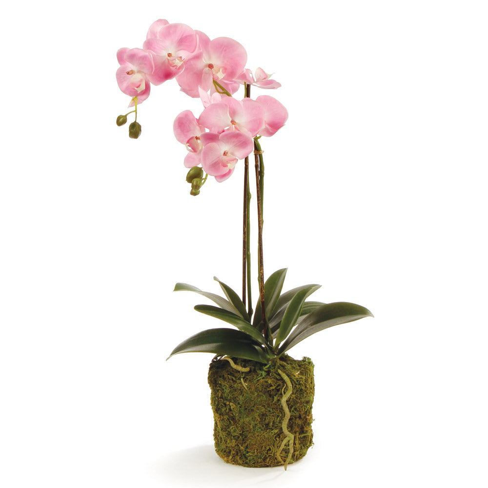 Design Shop Phalaenopsis Orchid Drop-In 23"