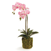Design Shop Phalaenopsis Orchid Drop-In 23"