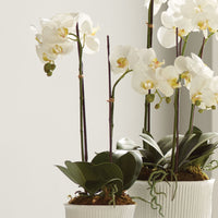 Design Shop Phalaenopsis Orchid Drop-In 23"