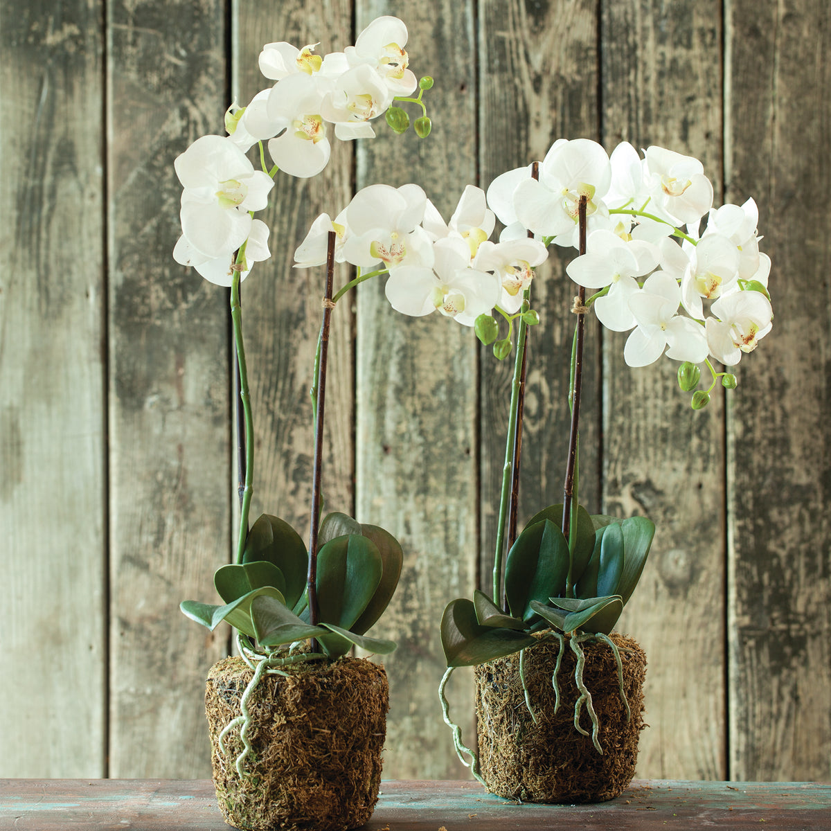 Design Shop Phalaenopsis Orchid Drop-In 23"