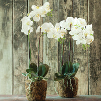 Design Shop Phalaenopsis Orchid Drop-In 23"