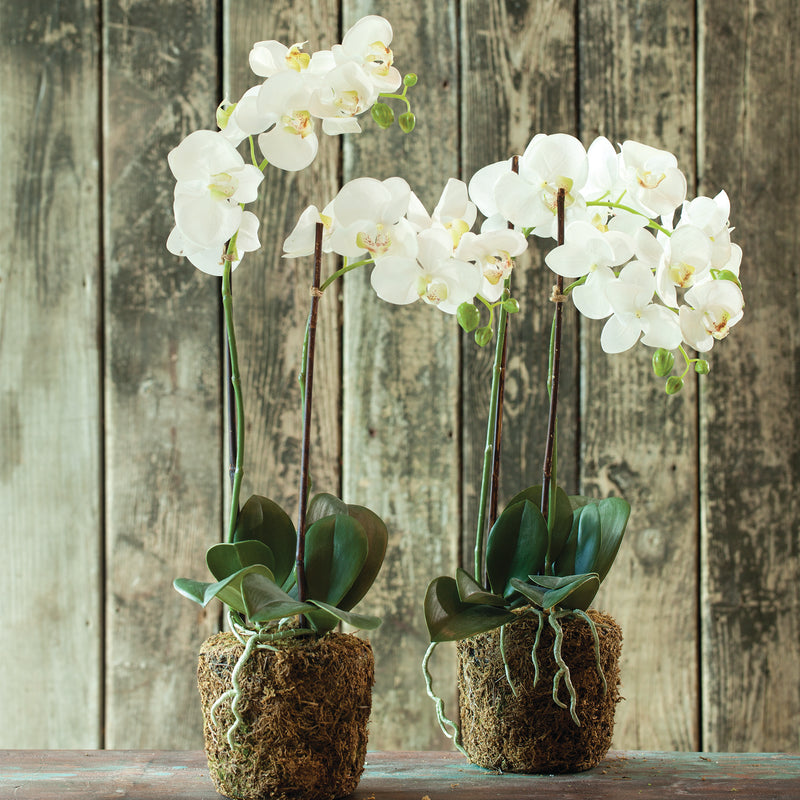Design Shop Phalaenopsis Orchid Drop-In 23"
