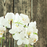Design Shop Phalaenopsis Orchid Drop-In 23"