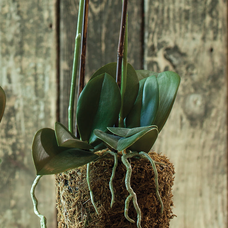 Design Shop Phalaenopsis Orchid Drop-In 23"