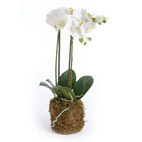 Design Shop Phalaenopsis Orchid Drop-In 23"