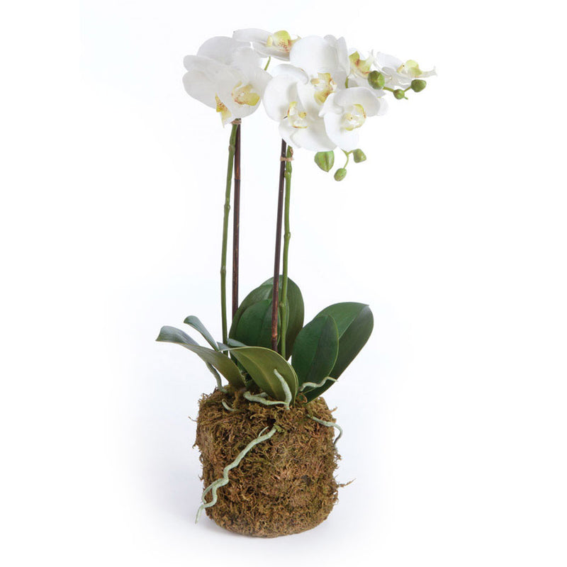 Design Shop Phalaenopsis Orchid Drop-In 23"