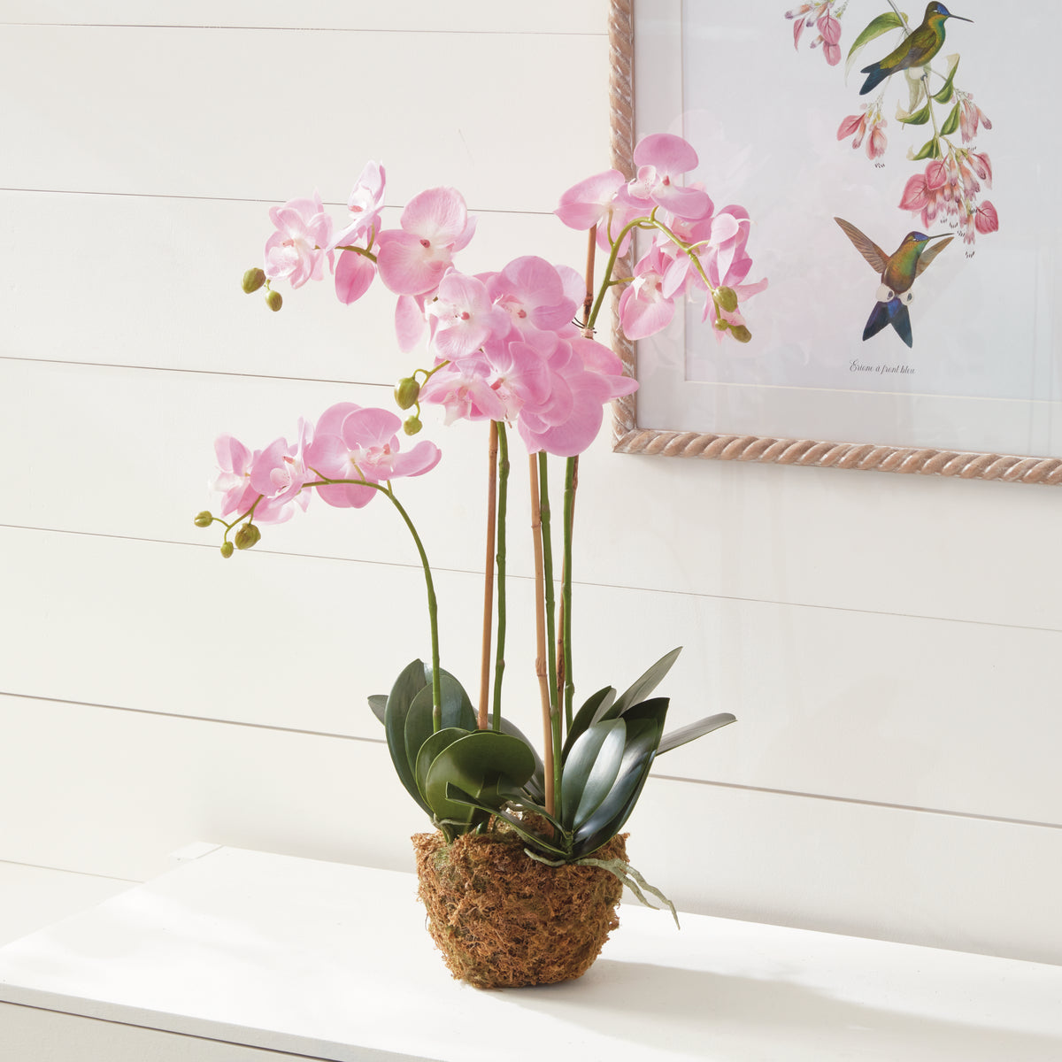 Design Shop Phalaenopsis Orchid Drop-In 30"