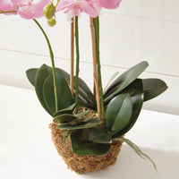 Design Shop Phalaenopsis Orchid Drop-In 30"