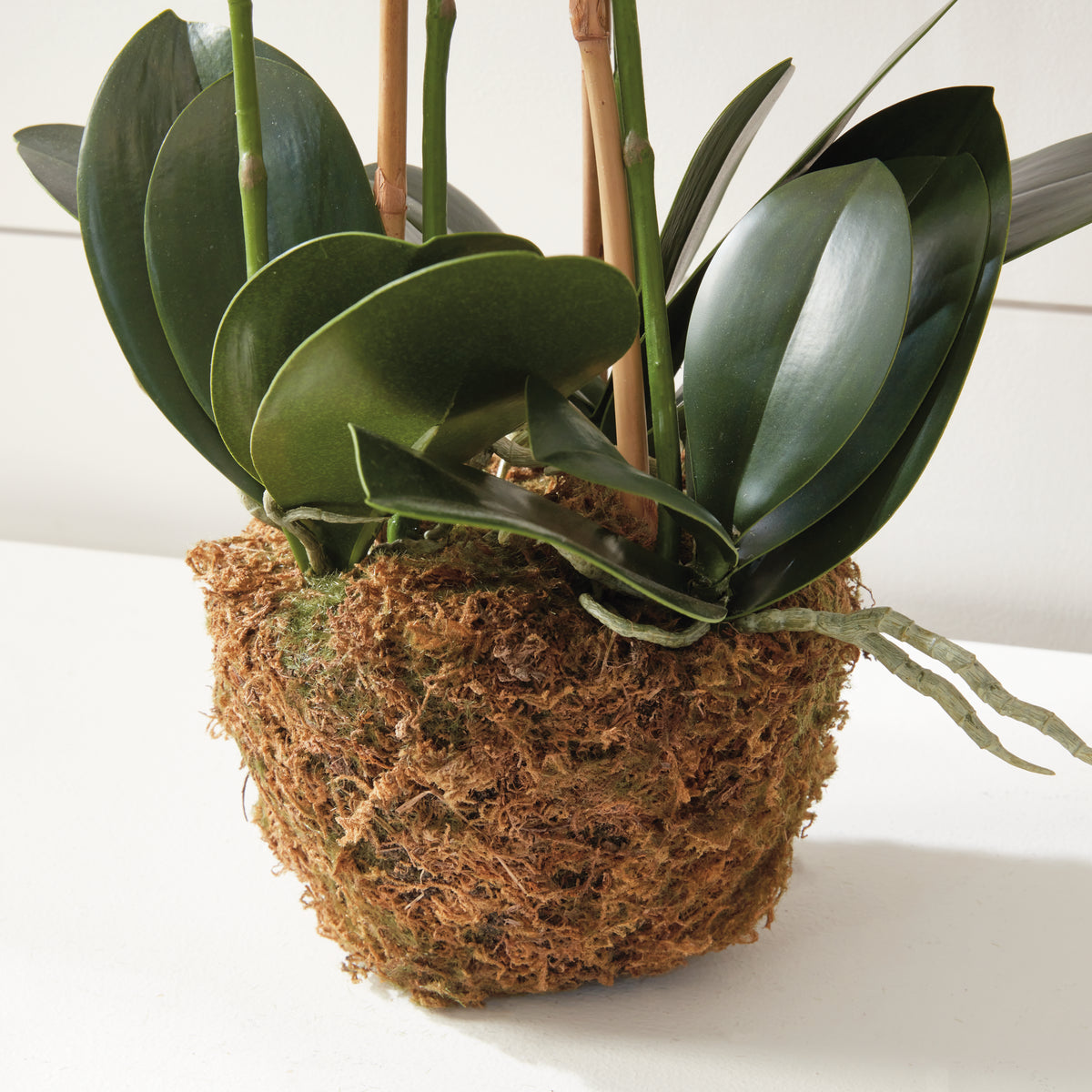 Design Shop Phalaenopsis Orchid Drop-In 30"