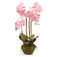 Design Shop Phalaenopsis Orchid Drop-In 30"