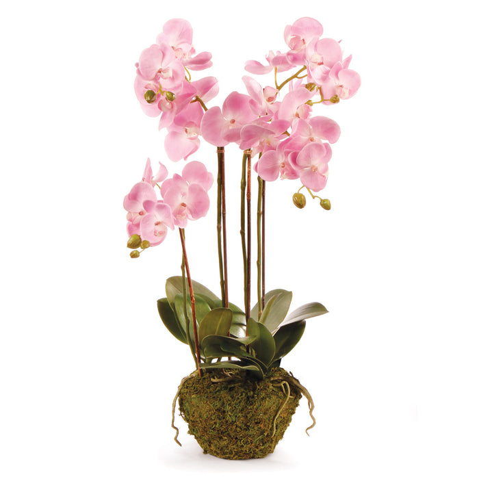 Design Shop Phalaenopsis Orchid Drop-In 30"
