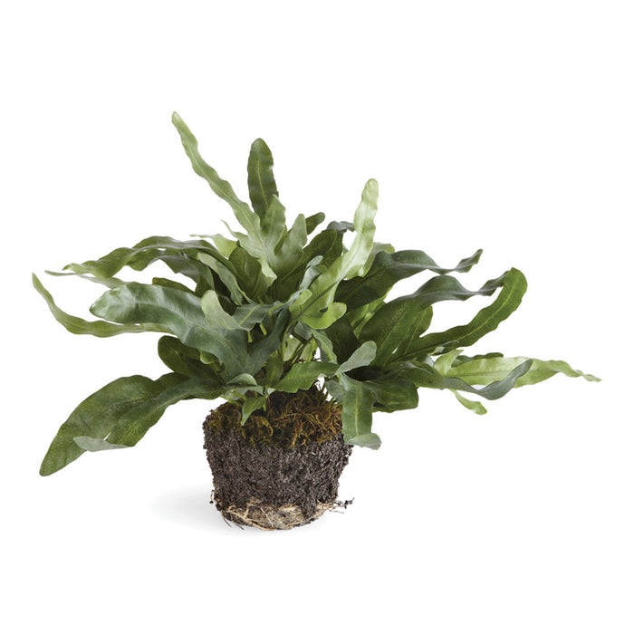 Design Shop Echeveria Fern Drop-In 11.5"