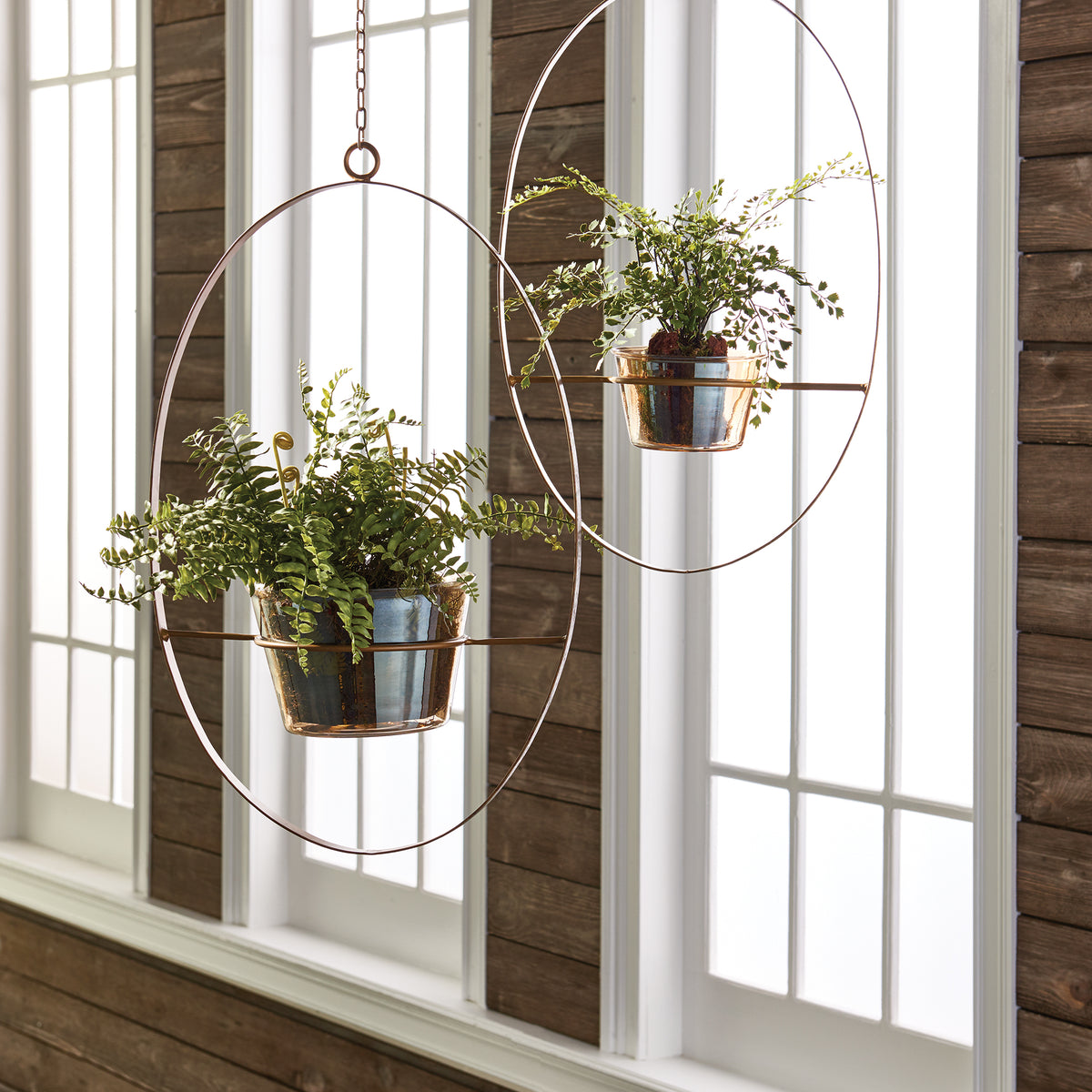 Design Shop Boston Fern Rustic Drop-In 12"