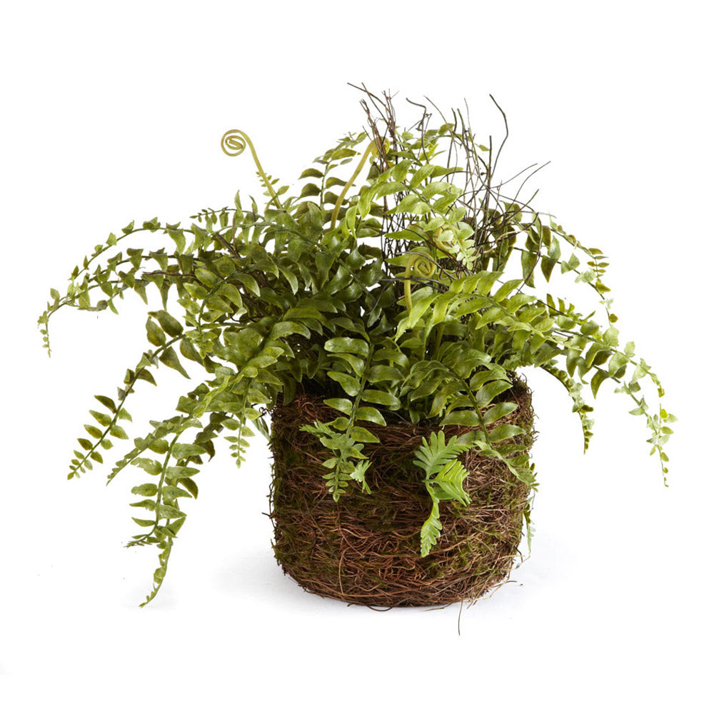 Design Shop Boston Fern Rustic Drop-In 12"