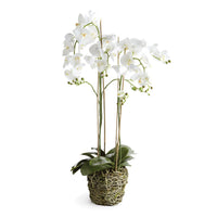 Design Shop Phalaenopsis Orchid Drop-In 44"