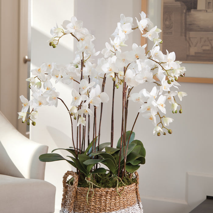 Design Shop Phalaenopsis Orchid Drop-In 36"