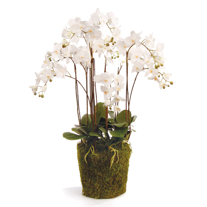 Design Shop Phalaenopsis Orchid Drop-In 36"