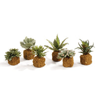 Design Shop Succulent Drop-Ins 5.5"