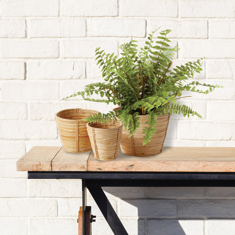 Design Shop Boston Fern Drop-In 12"