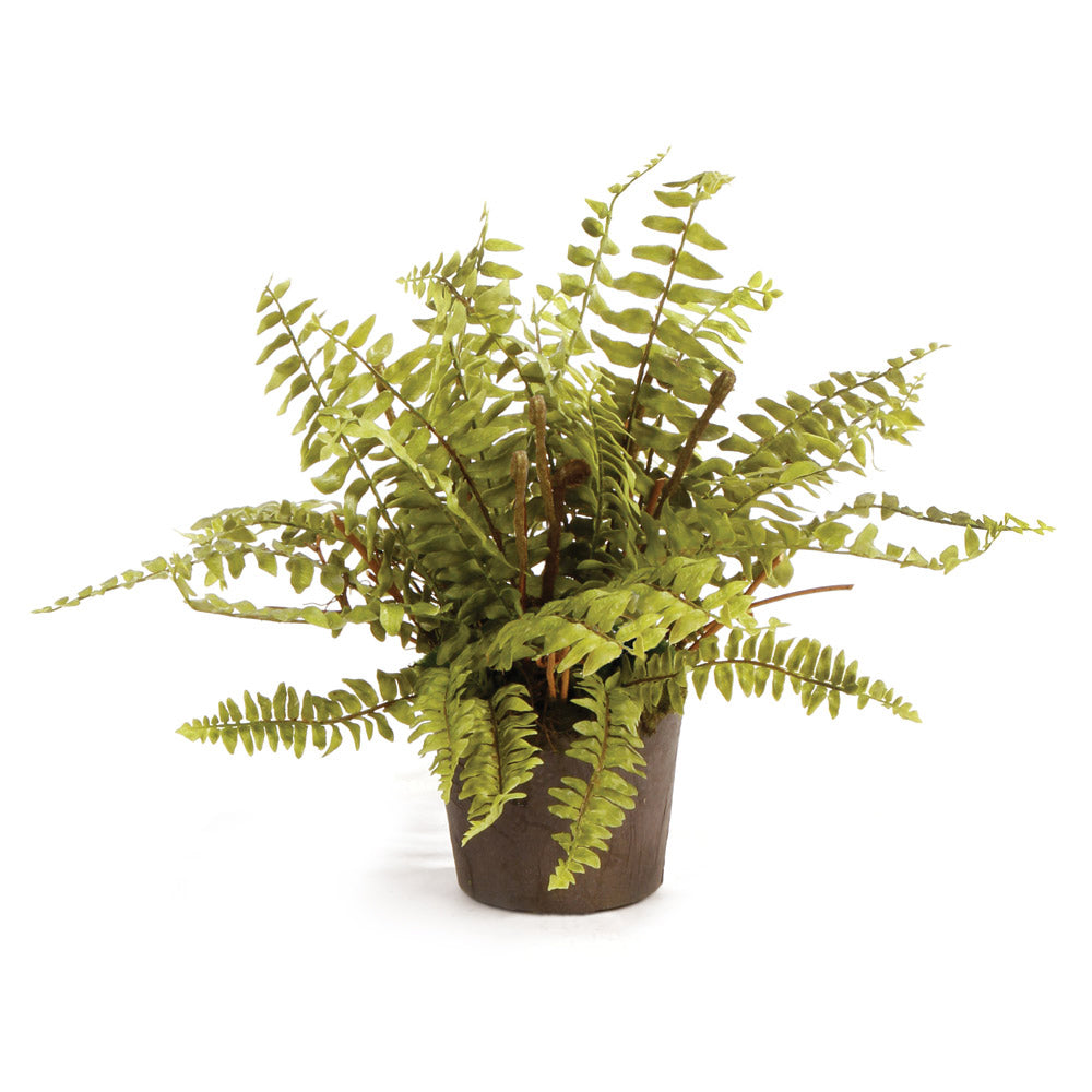 Design Shop Boston Fern Drop-In 12"