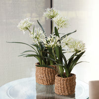 Design Shop Agapanthus Drop-In 23"