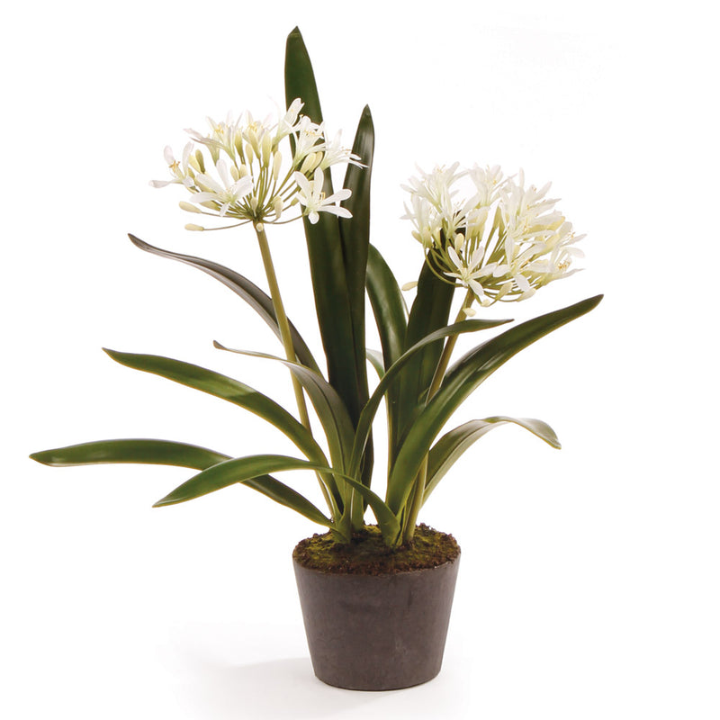 Design Shop Agapanthus Drop-In 23"