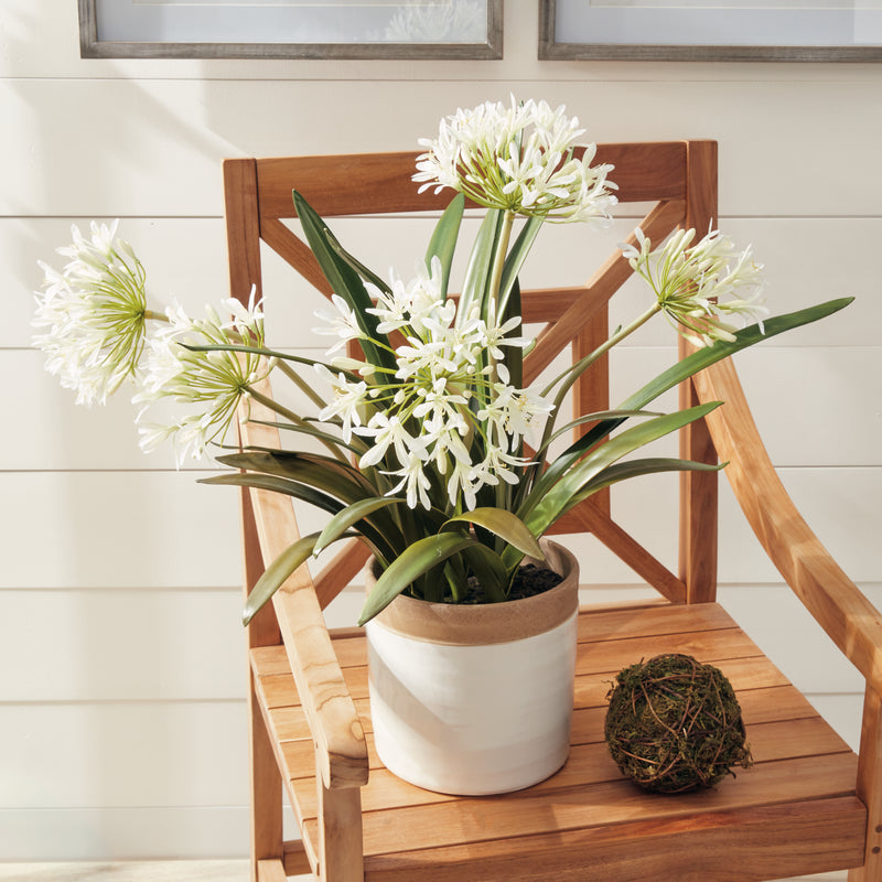 Design Shop Agapanthus Drop-In 29"