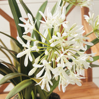 Design Shop Agapanthus Drop-In 29"