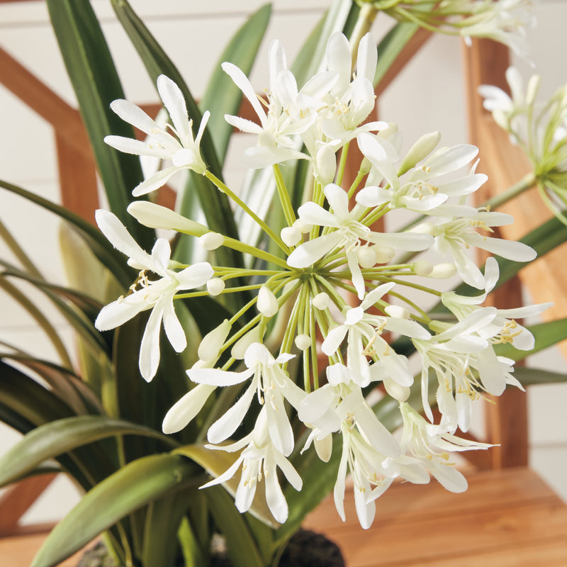 Design Shop Agapanthus Drop-In 29"