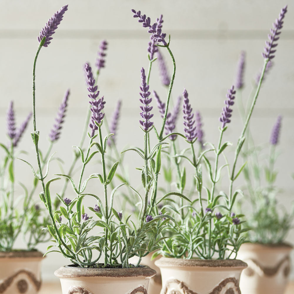 Design Shop French Lavender Drop-In 13", Set Of 6