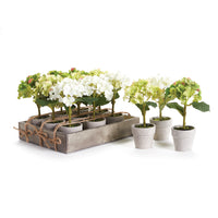 Design Shop Mini Hydrangea Potted 7", Set Of 12
