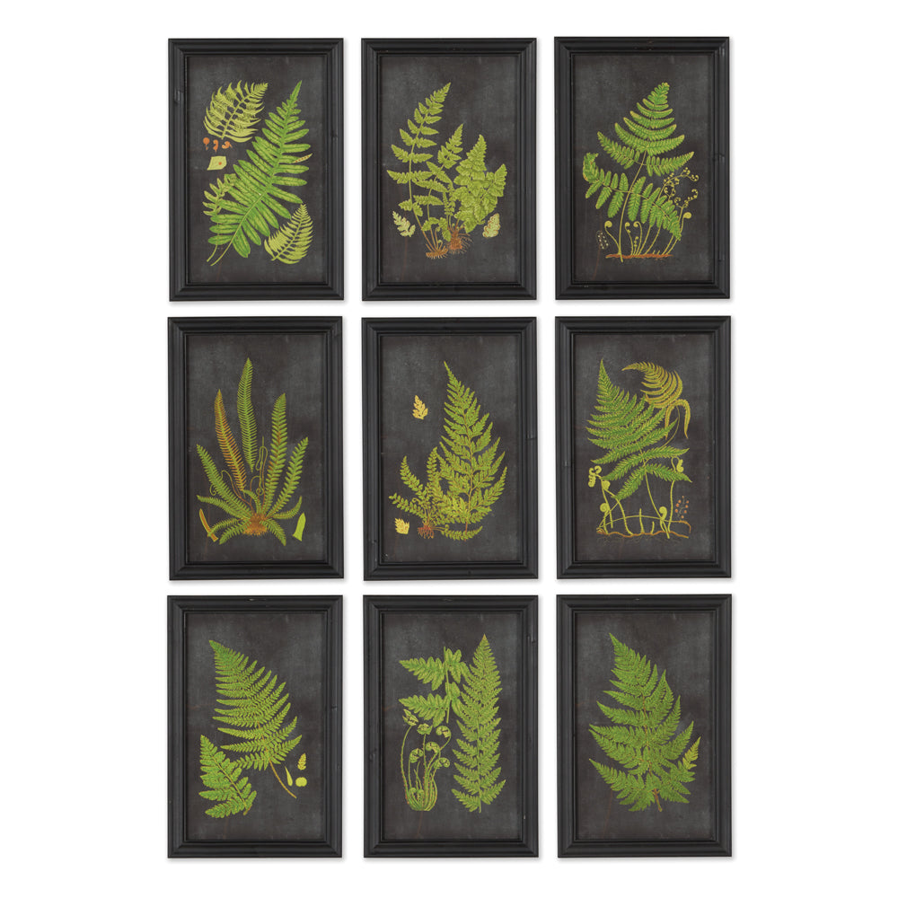 Design Shop Framed Fern Botanical Prints, Set Of 9