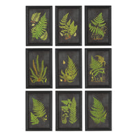 Design Shop Framed Fern Botanical Prints, Set Of 9