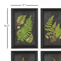 Design Shop Framed Fern Botanical Prints, Set Of 9